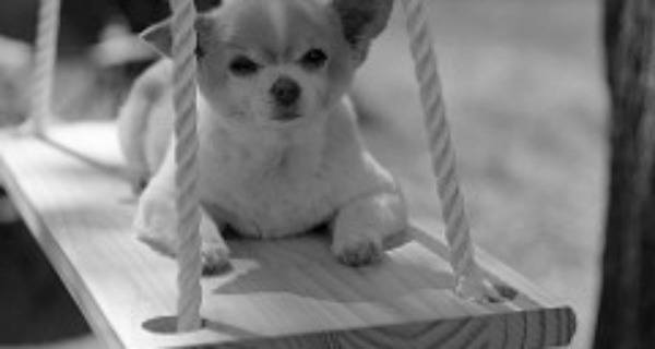 Dog Swing