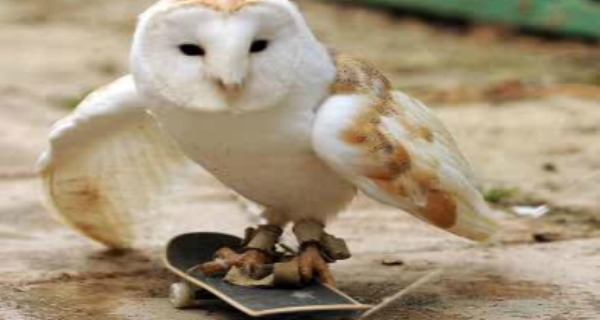 Owl Skateboard