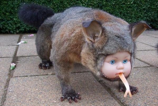 baby-taxidermy.jpg