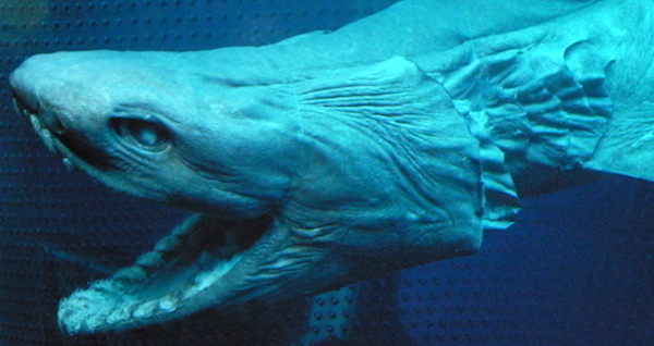 Frilled Shark