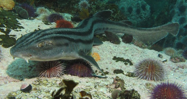 Pyjama Shark