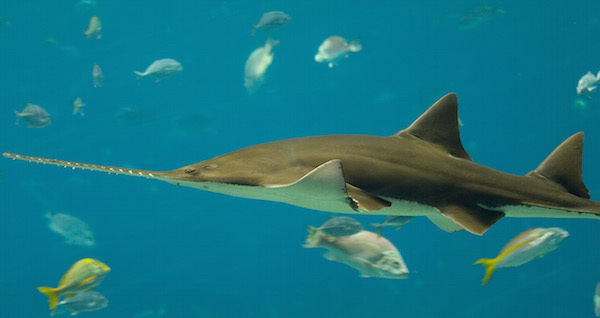 Sawshark