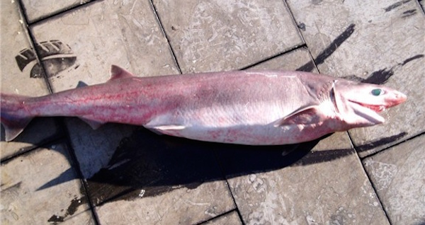 Sharpnose Sevengill Shark