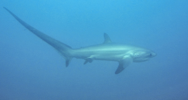 Thresher Shark