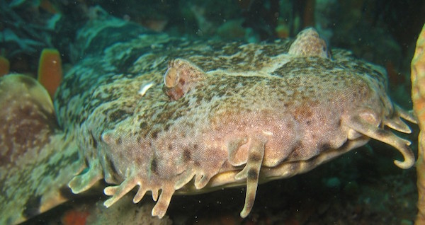 Wobbegong Shark