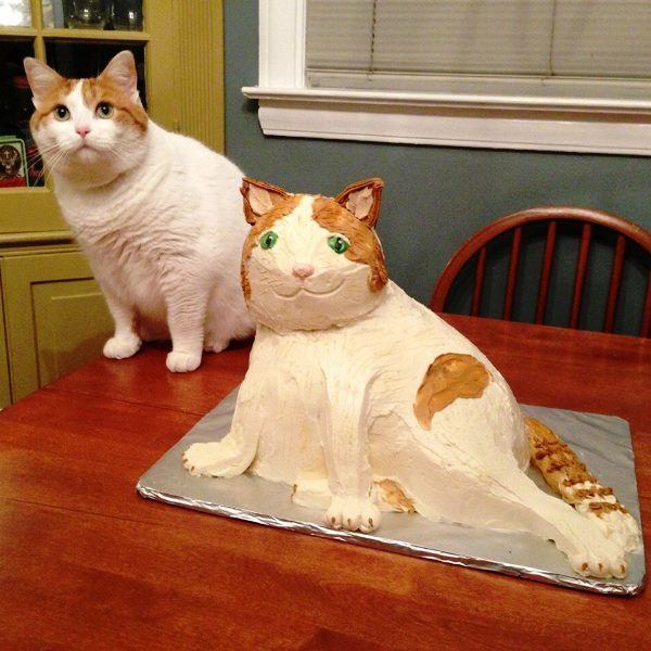 Cat Cake