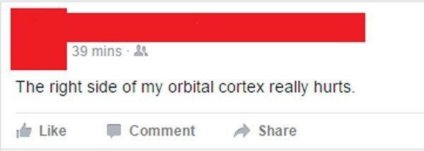 Orbital Cortex
