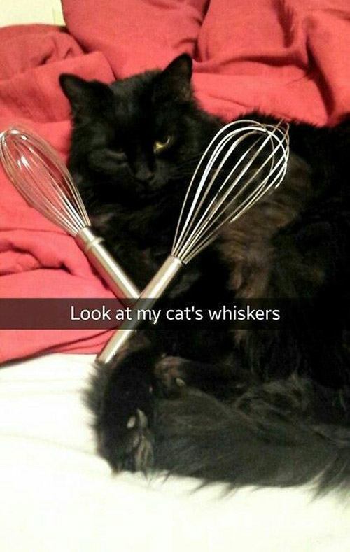 Whiskers