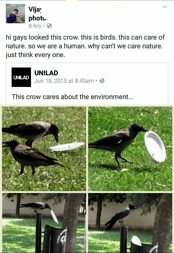Crow Cleaning Up Trash