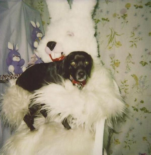 Easter Bunny Dog