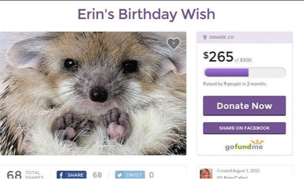 Go Fund Me Hedgehog