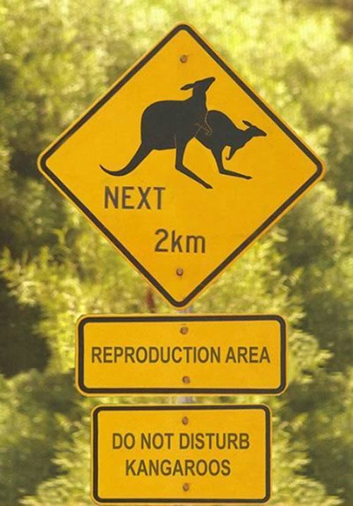 Kangaroo Reproduction