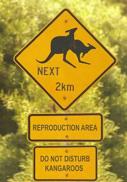 kangaroo-reproduction.jpg