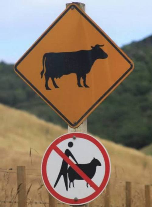 No Bull Humping