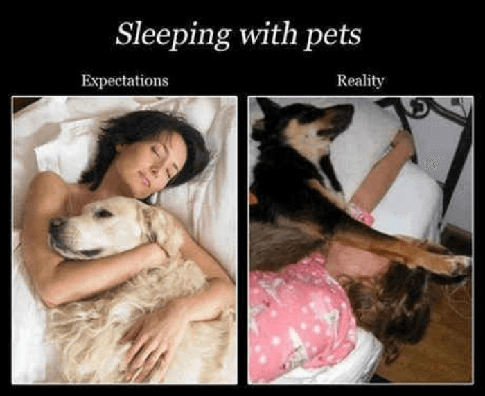 Sleeping With Pets
