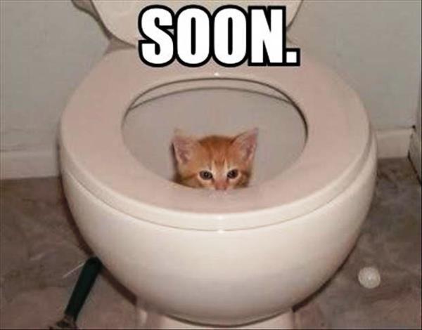 Toilet Kitten