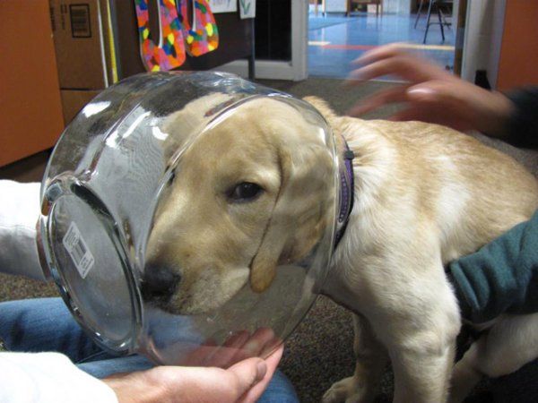 Dog Stuck In Fish Bowl