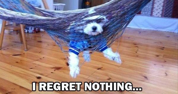 Dogs Regret Nothing