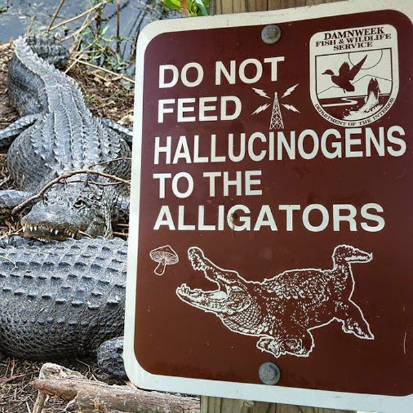 Alligator Shrooms