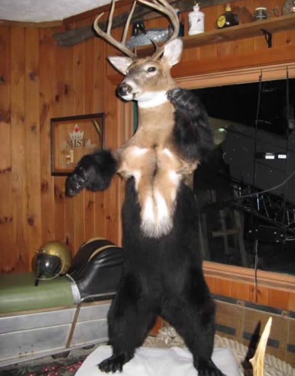 Taxidermy Funny