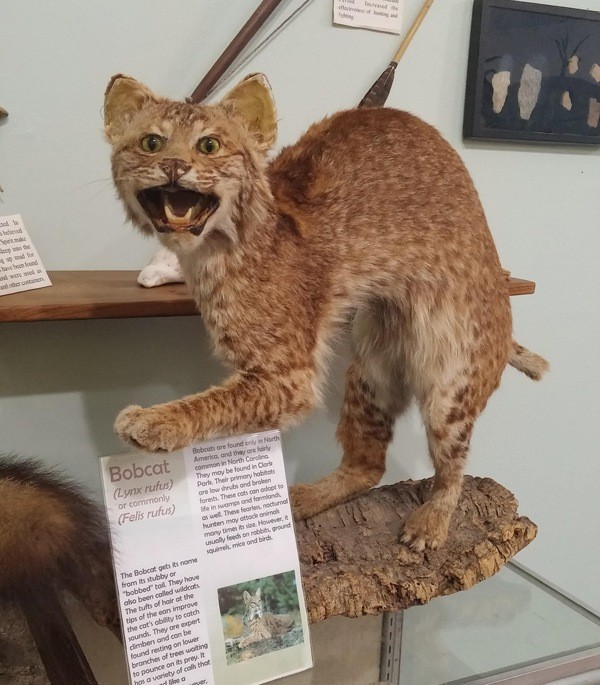 Big Mouth Bobcat