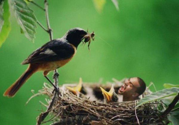 Bird Feedsguy