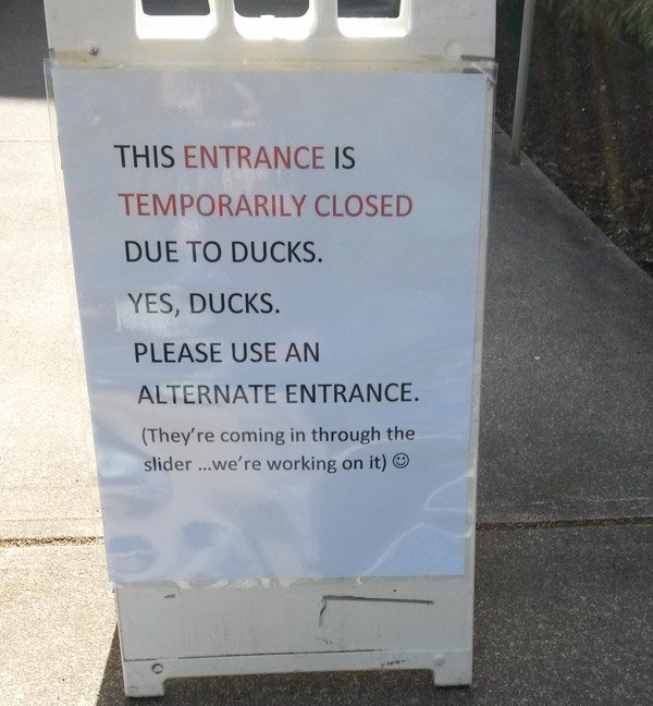 Closed Due To Ducks