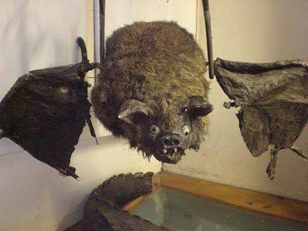 Derp Bat Funny Taxidermy