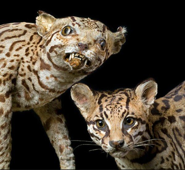 Derp Ocelots