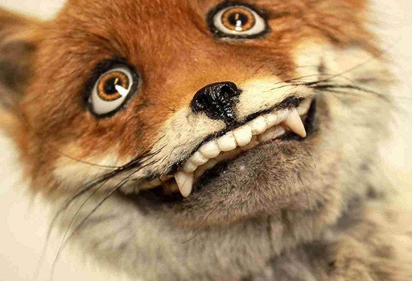 creepy stuffed fox