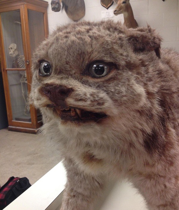 42 Funny Taxidermy Fails Just Waiting To Creep Into Your