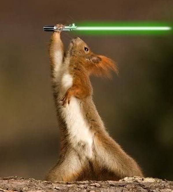 Jedi Squirrel Weird And Funny Photoshops