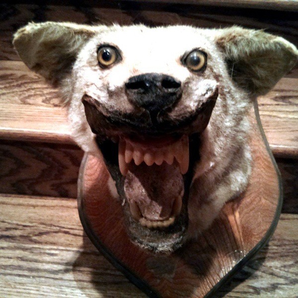 42 Funny Taxidermy Fails Just Waiting To Creep Into Your Nightmares