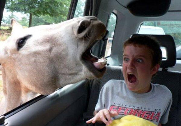 Scared Kid Horse
