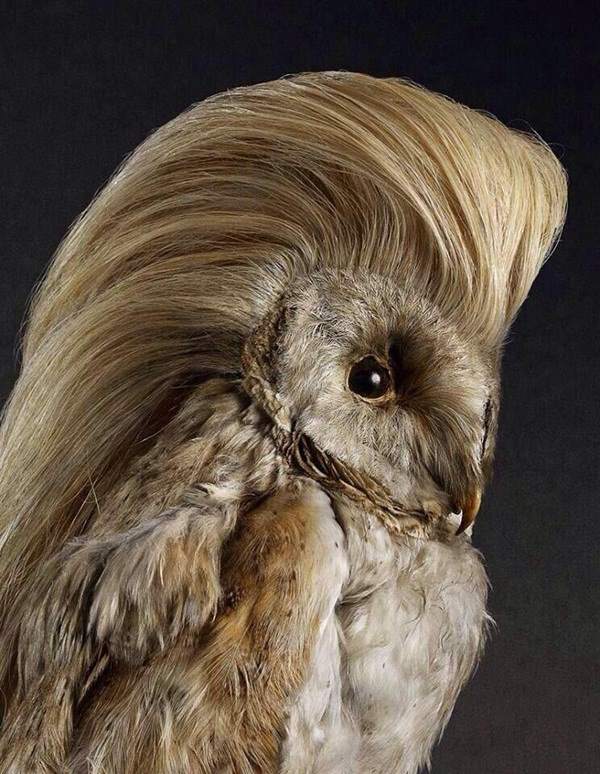 Trump Owl