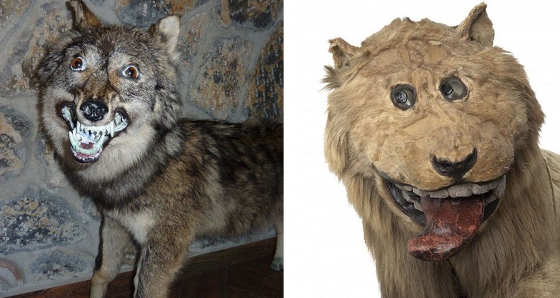 Weird Taxidermy