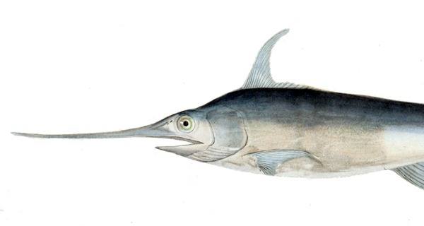 A Swordfish