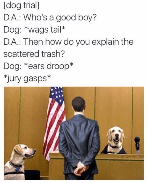 Dog Memes