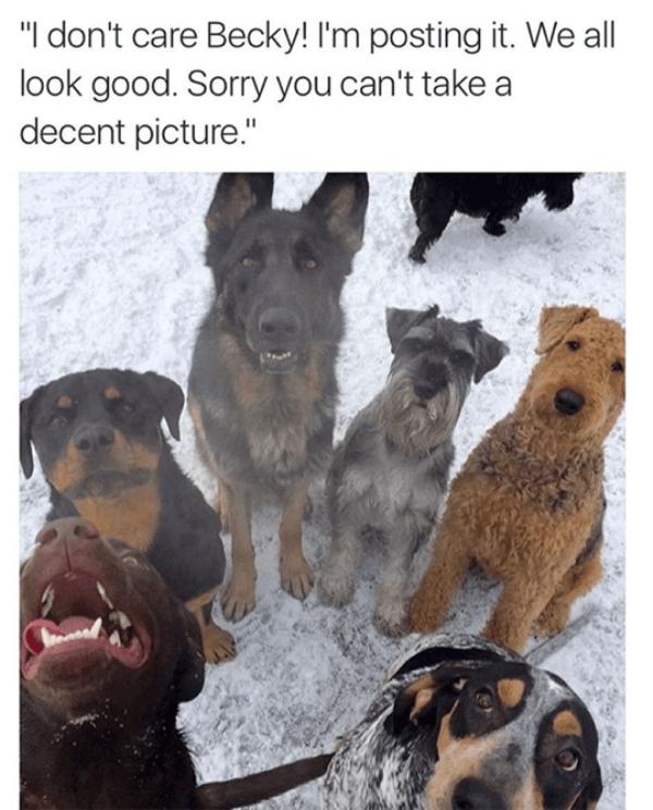 Funny Dog Memes Decent Picture