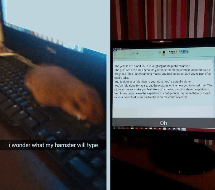 Hamster Typing