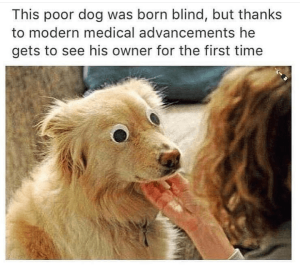 Poor Dog