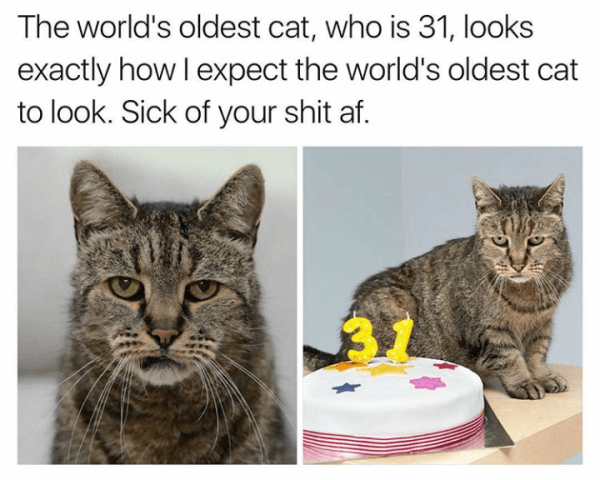 Worlds Oldest Cat