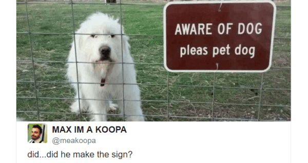 Aware Of Dog