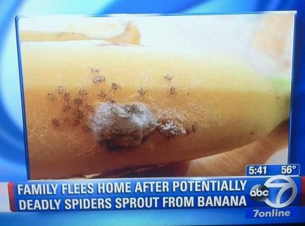 Banana Spiders