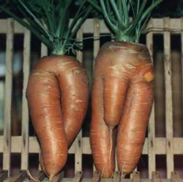 Carrot Dicks
