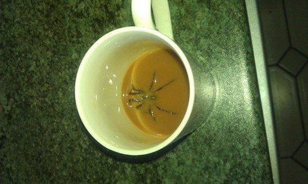 Coffee Spider