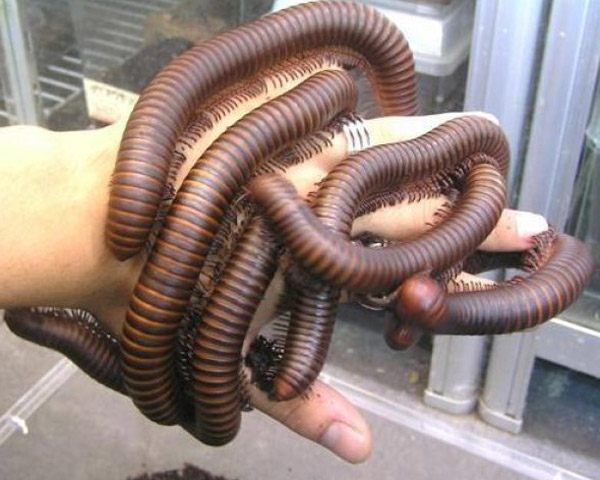 Millipede Hands