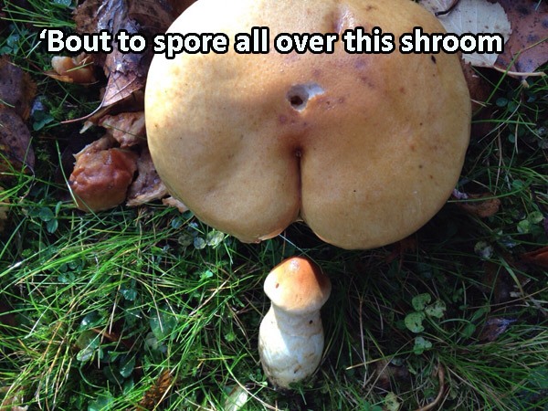 mushrooms.jpg