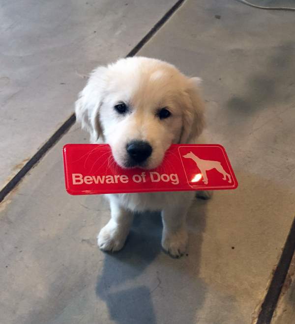 Puppy Holding Beware Of Dog Sign