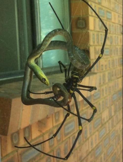 Spider Snake